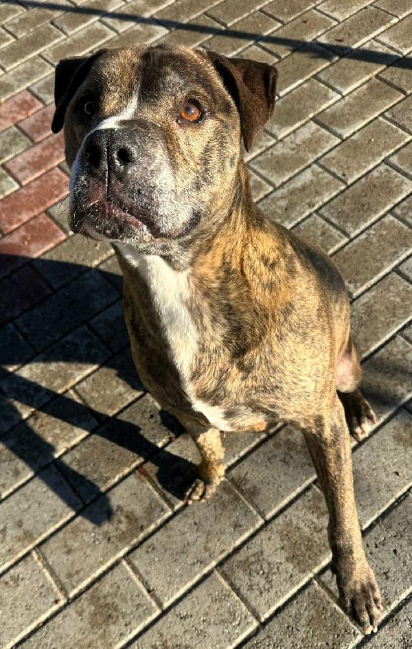 THOR GENTILE PIT Foto 8